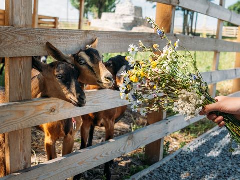 Camping Les Goélands - Camping Seine-Maritime - Image N°2