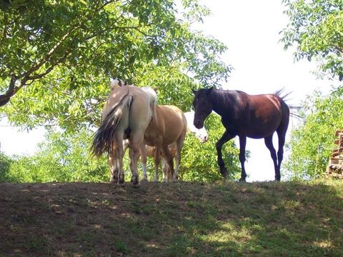 Camping Domaine de Corneuil - Camping Dordogne - Image N°30