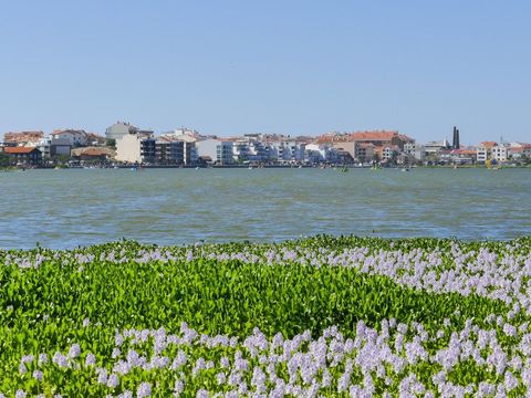 Camping Mira - Camping Centre du Portugal - Image N°19