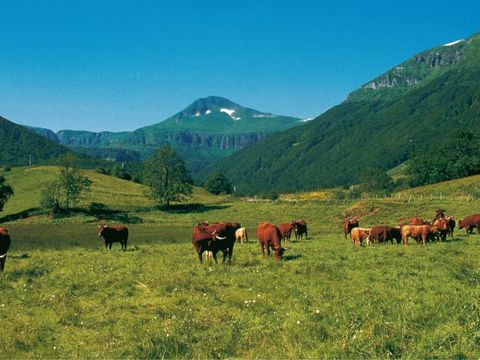 Camping Le Moulin du Teinturier - Camping Cantal - Image N°22