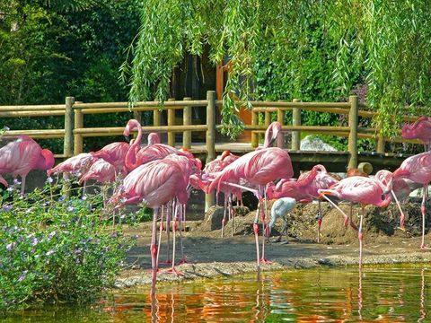 Camping Les Embruns d'Oléron - Camping Charente-Maritime - Image N°10