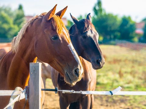 Camping Les Embruns d'Oléron - Camping Charente-Maritime - Image N°40