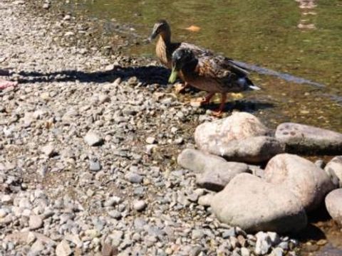 Flower Camping De la Plage - Camping Lot - Image N°43