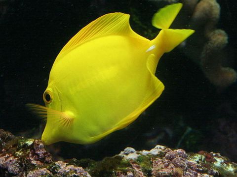 Camping De La Plage à Benodet - Camping Finistère - Image N°66