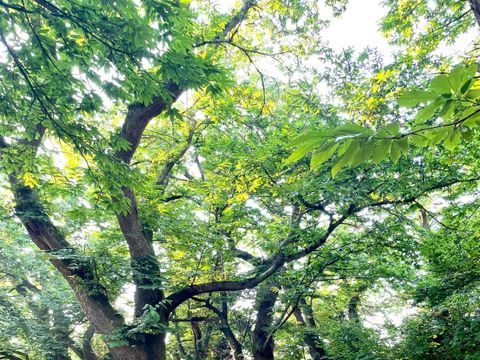 Camping Le Rural - Camping Hautes-Pyrénées - Image N°21