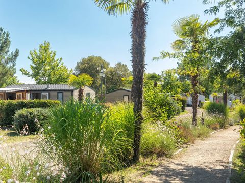 Camping Les Vignes - Camping Landes - Image N°12