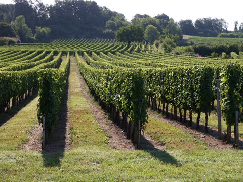 Flower Camping Le Pressoir - Camping Gironde - Image N°26