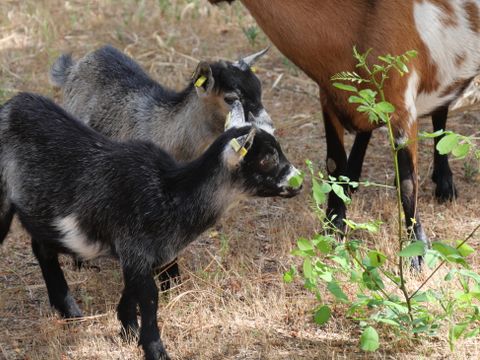 Flower Camping Au Bois des Biches - Camping Vendée - Image N°44
