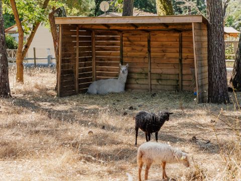 Flower Camping Au Bois des Biches - Camping Vendée - Image N°78