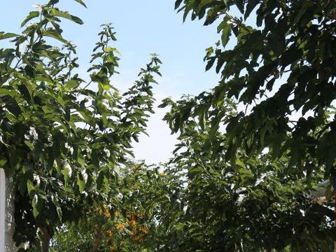 Camping Almafra - Camping Alicante - Image N°26