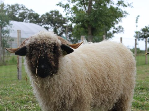 Camping O Rivage  - Camping Morbihan - Image N°9