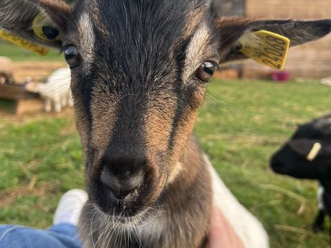 Camping O Rivage  - Camping Morbihan - Image N°11