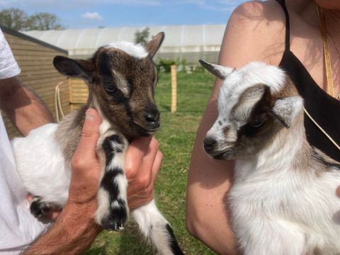 Camping O Rivage  - Camping Morbihan - Image N°8