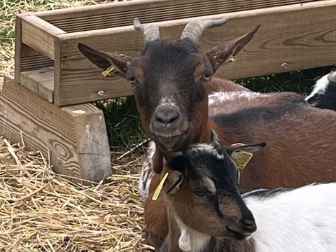 Camping O Rivage  - Camping Morbihan - Image N°10