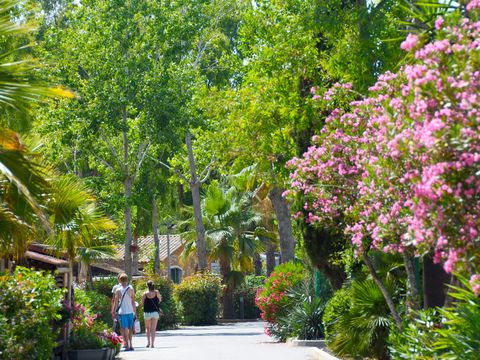 Camping Les Salisses  - Camping Hérault - Image N°43