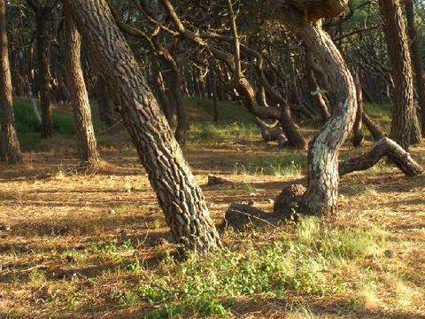 Camping Landes Bleues - Camping Landes - Image N°48