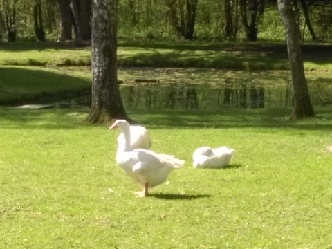 Camping Le Pré Saint Gilles - Camping Pas-de-Calais - Image N°9
