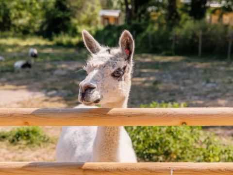 Camping maeva Escapades le Bois Joli - Camping Vendée - Image N°14