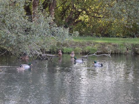 Camping Les Alouettes - Camping Vendée - Image N°57