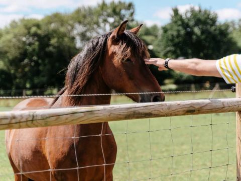 Camping Domaine de Kervallon - Camping Morbihan - Image N°29
