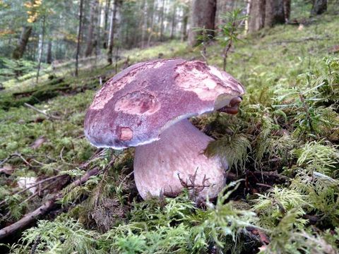 Camping La Chanterelle - Camping Haute-Loire - Image N°34