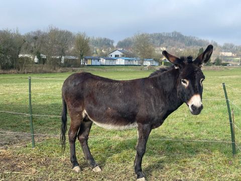 Camping Les Naïades - Camping Ardennes - Image N°23
