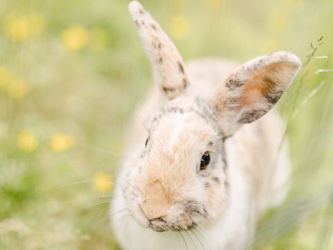 Domaine de L'Oiselière - Camping Vendée - Image N°18