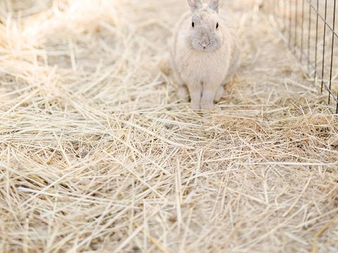 Domaine de L'Oiselière - Camping Vendée - Image N°40