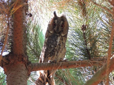 CHALET 4 personnes - LOLA