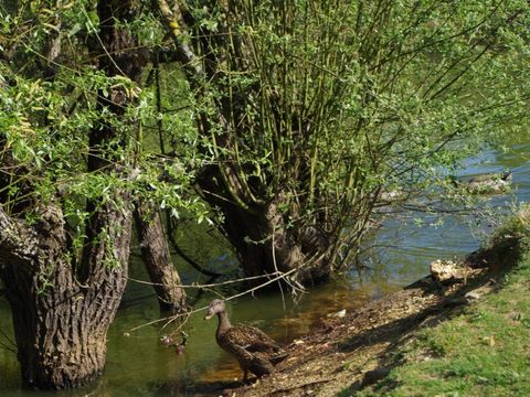 Camping la Vie  - Camping Vendée - Image N°14