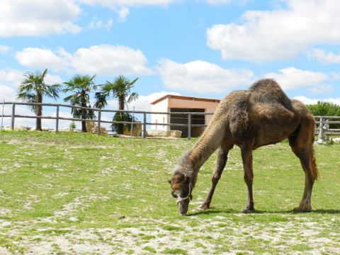 Camping DefiPlanet' - Camping Vienne - Image N°12
