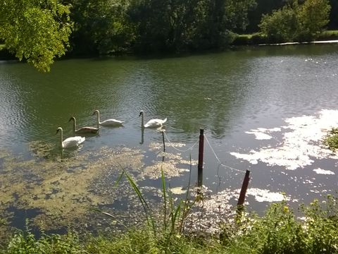 Camping Les portes de l'Anjou - Camping Maine-et-Loire - Image N°35