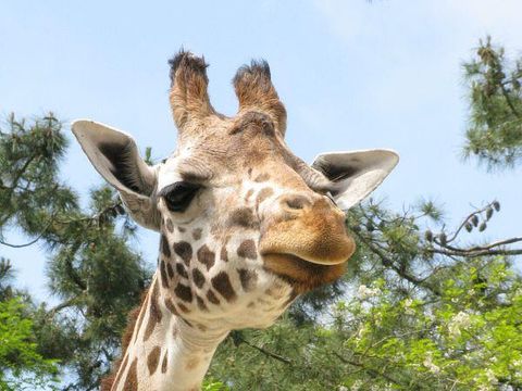 Camping Les Floralies - Camping Charente-Maritime - Image N°28