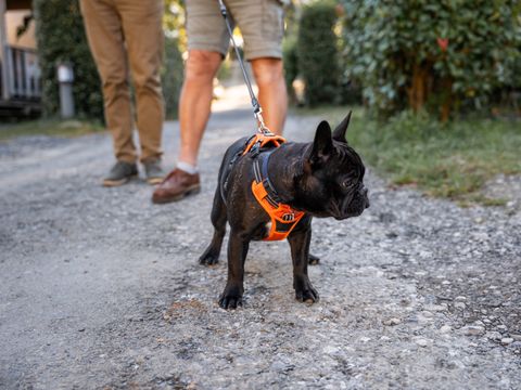 Camping Biper Gorri - Camping Pyrénées-Atlantiques - Image N°48