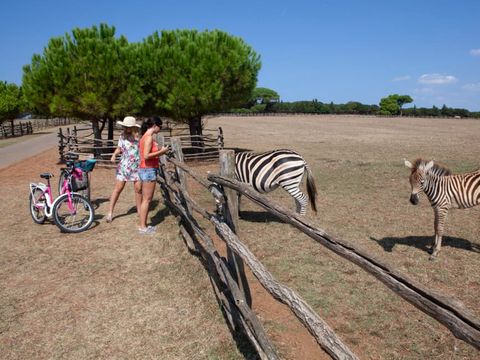Camping Bi Village  - Camping Istrie - Image N°22