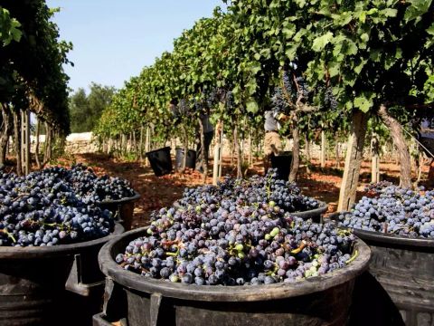 Camping La Masseria - Camping Lecce - Image N°71