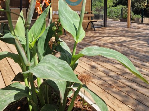 Camping La Pierre Verte  - Camping Var - Image N°32