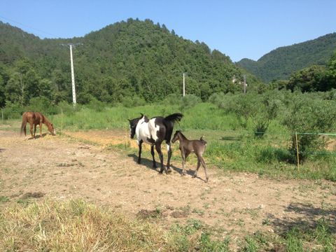 Camping Bassegoda Park - Camping Gérone - Image N°46