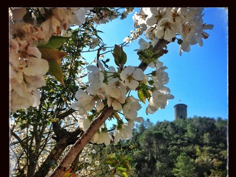 Camping Bassegoda Park - Camping Gérone - Image N°28