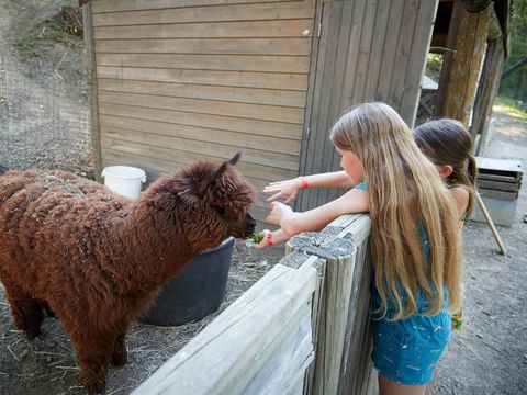 Camping Verdon Parc  - Camping Alpes-de-Haute-Provence - Image N°25