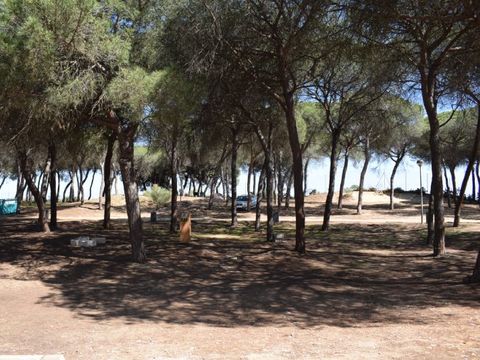Emplacement - Parcela Estandar para autocaravanas con sombra natural