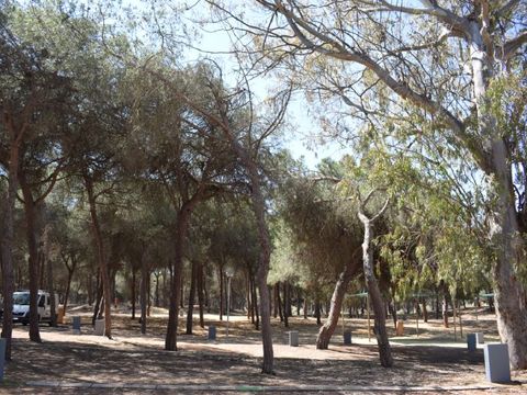 Emplacement - Parcela Estandar para caravanas con sombra natural
