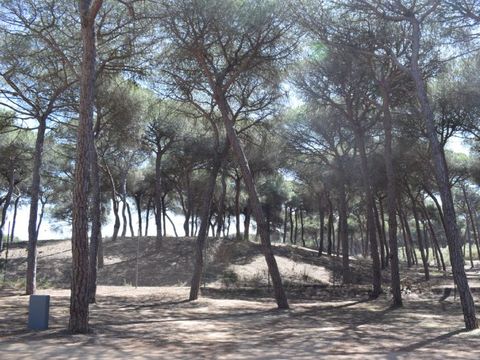 Emplacement - Parcela Estandar para caravanas con sombra natural