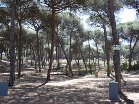 Emplacement - Parcela Estandar para caravanas con sombra natural