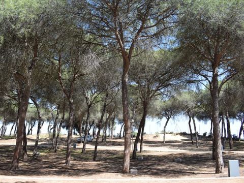 Emplacement - Parcela plus para caravanas con sombra natural