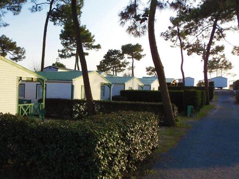 Camping Les Violettes  - Camping Vendée - Image N°28