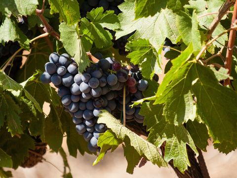 Camping Le Pansard - Camping Var - Image N°38