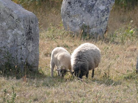 Camping Plijadur - Camping Morbihan - Image N°58