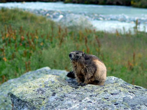 Camping l'Eden de la Vanoise - Camping Savoie - Image N°64