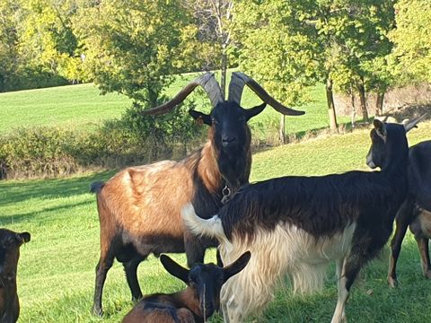 Camping les Rives d'Auzon - Camping Ardèche - Image N°36